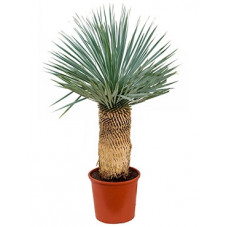 Yucca rostrata   - 100 cm