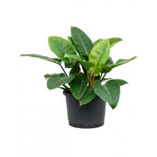 philodendron impérial green