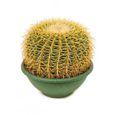 echinocactus grusonii 35 cm