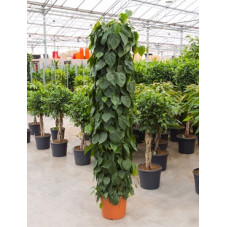 philodendron scandens -...