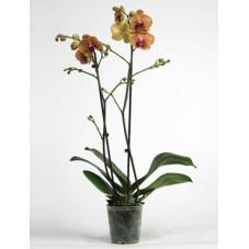 orchidée - phalaenopsis Apollo