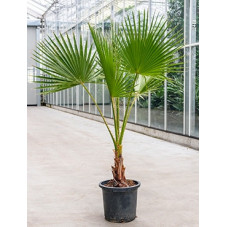 palmier du Mexique 160 cm - washingtonia robusta