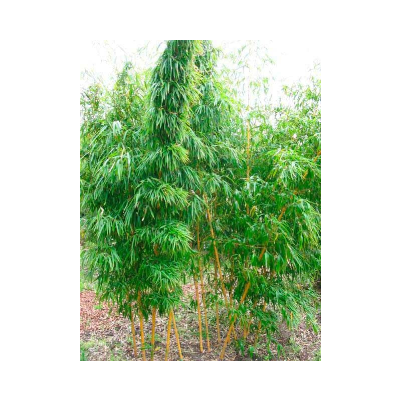vente de bambou géant (phyllostachys vivax aureocaulis)
