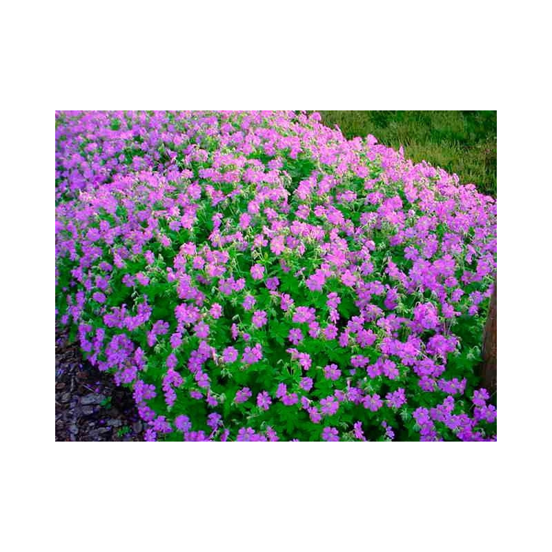 vente de géranium vivace Cambridge (geranium cantabrigense)
