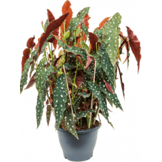 bégonia maculata - tamaya