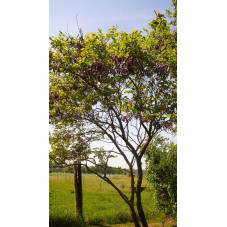 Cercis siliquastrum(arbre de judée)