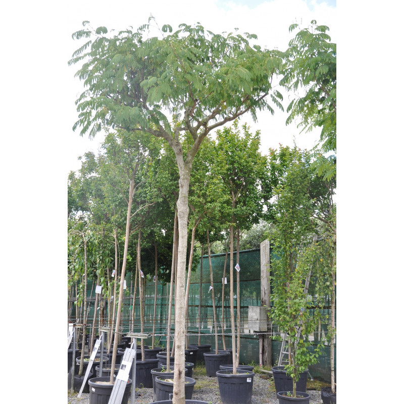 arbre à soie - albizia - grande taille