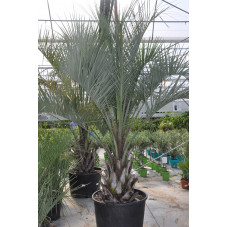 butia - palmier abricot 250/275 cm - pot de 300 litres