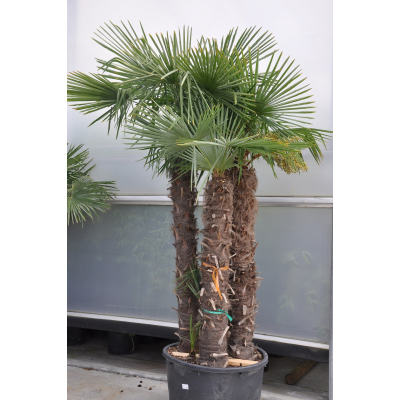 Palmier de Chine - grande taille 3 troncs