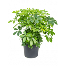 Schefflera arboricola 70 cm