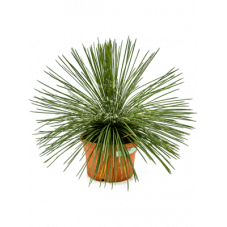 agave à fleurs geminées