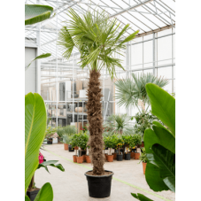 palmier de Chine 340 cm