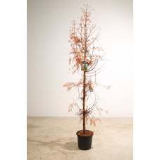 metasequoia en taille 175/200 cm pot de 20 litres