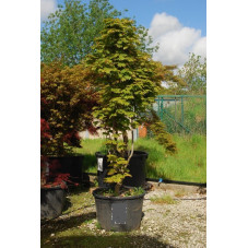 érable du Japon vitifolium 250/300 cm en cépée pot de 230 litres - gros sujet
