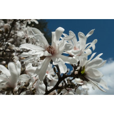 magnolia -x- loebneri...