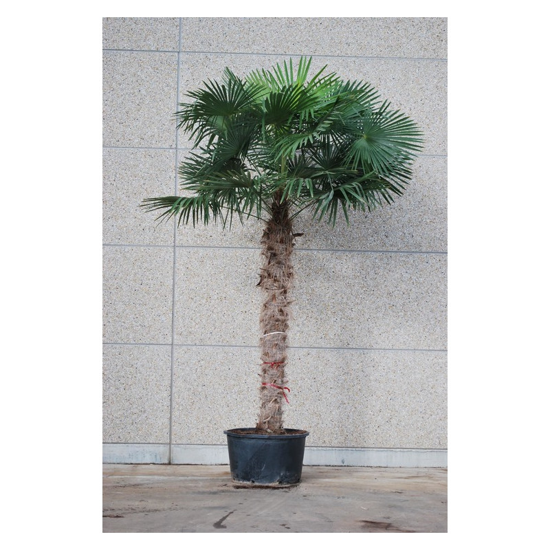 vente de palmier de Chine (trachycarpus fortunei)