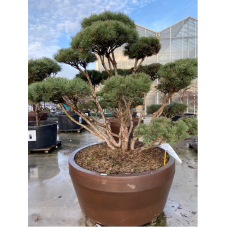 pin sylvestre très gros sujet formé en bonsaï 200/225 cm - pot de 800 litres