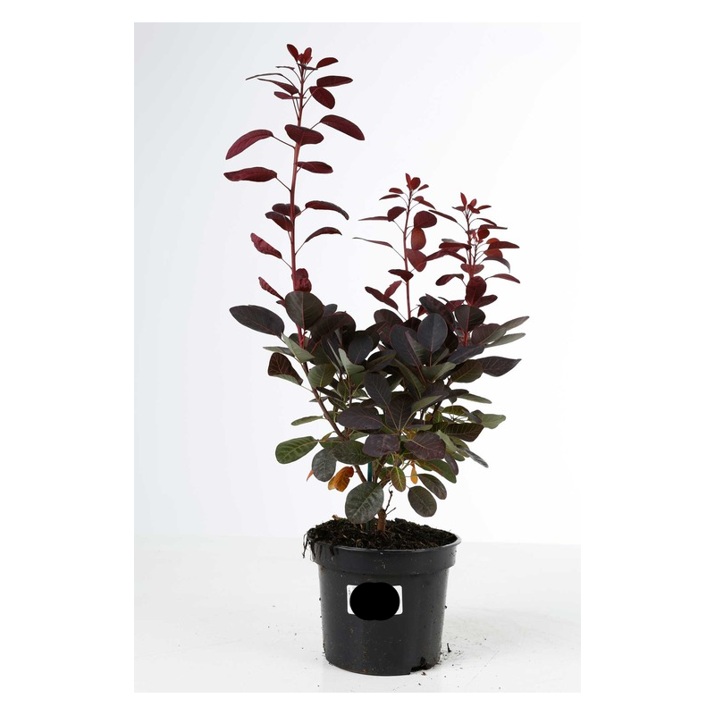cotinus royal purple - arbre à perruque pourpre