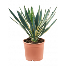 yucca gloriosa variegata 55 cm - pot diamètre 24 cm