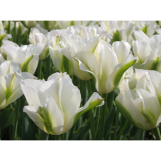 tulipe blanche vindiflora spring green