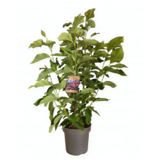 magnolia haeven scent 125/140 cm - en pot de 12 litres