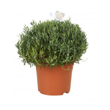 andromède polifolia - à feuilles de podium en pot de 5 litres 30/40 cm
