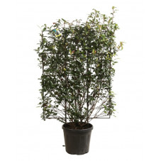 photinia fraseri robusta compacta en espalier hauteur 120 cm largeur 80 cm en pot de 30 litres