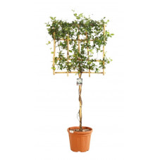 jasmin étoilé - trachelospermum demi tige - espalier 70x70 cm - hauteur totale 150/175 cm