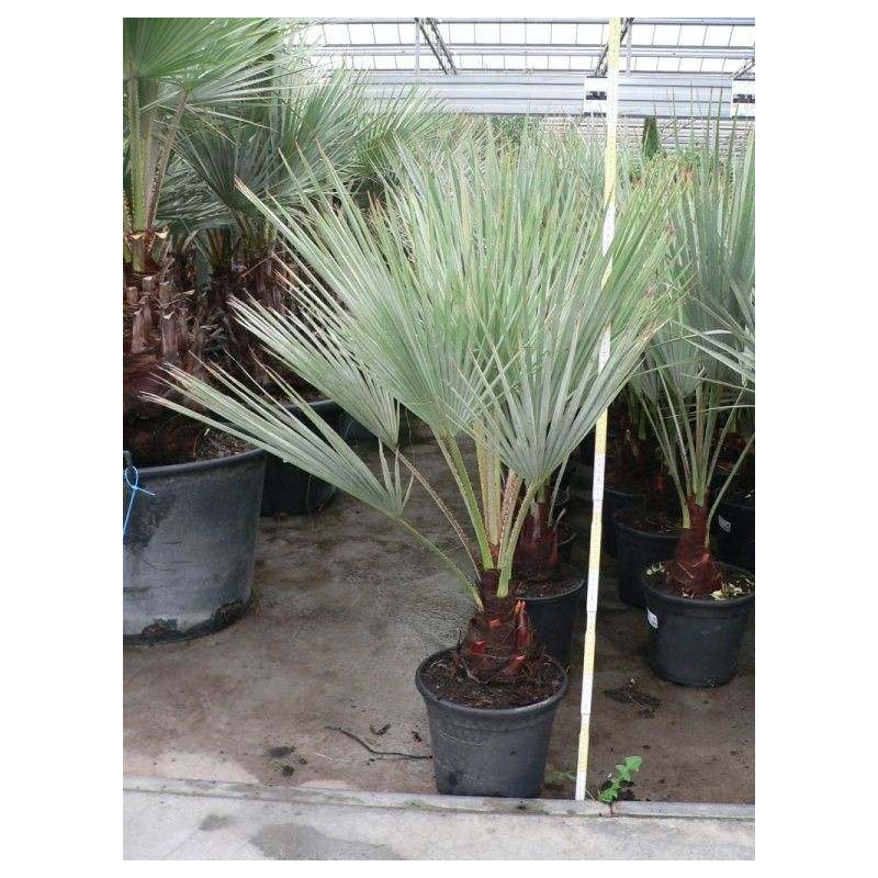 vente de palmier bleu du Mexique (brahea armata)