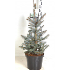 sapin bleu fat Albert 60 cm pot de 7.5 litres