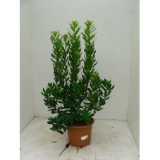 Arbustus unedo - arbousier 80/+cm pot de 12 Litres