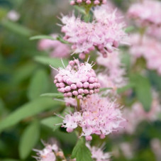 fleur du caryopteris pink perfection - floraison de juin à septembre