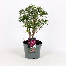 bois joli rubra - daphne mezereum 40 cm pot de 3 litres