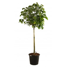 magnolia butterflies en demi tige 120 cm pot de 50 litres