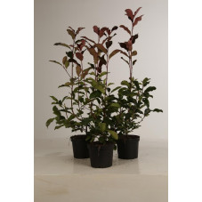 photinia Camilvy 50 cm en pot de 3 litres