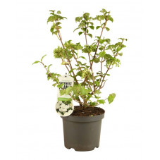 viorne Newport en pot de 3 litres 30/40 cm