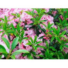 fleurs du kalmia latifolia. Floraison en mai juin