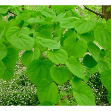 feuillage de l'arbre au caramel