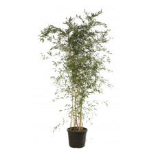 bambou aureosulcata spectabilis en taille 300/350 cm pot de 70 litres