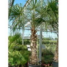 Livistona decipiens ( palmier )