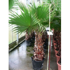Washingtonia robusta tronc 100cm/+ hauteur totale 255/250 cm - pot de 50 litres