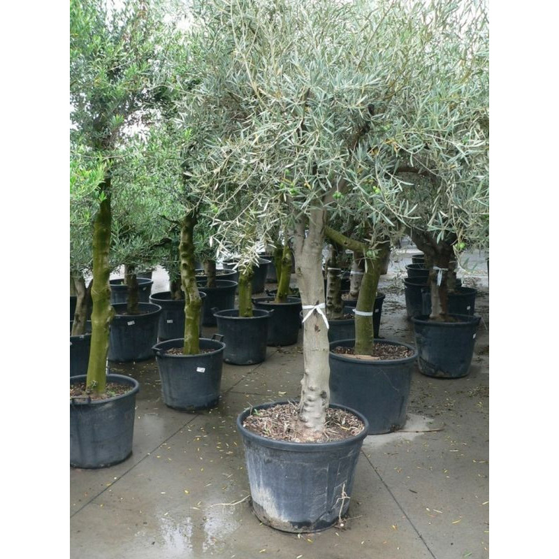 vente d'olivier - gros sujet - sur tronc