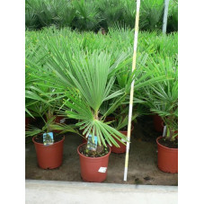 Trachycarpus fortunei - palmier 60/+