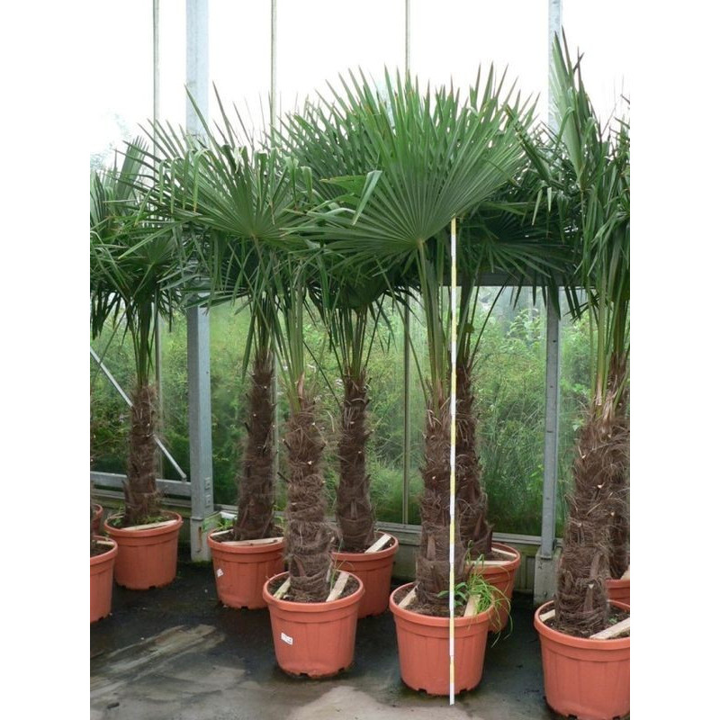 Palmier de Chine - sur tronc - 160 cm