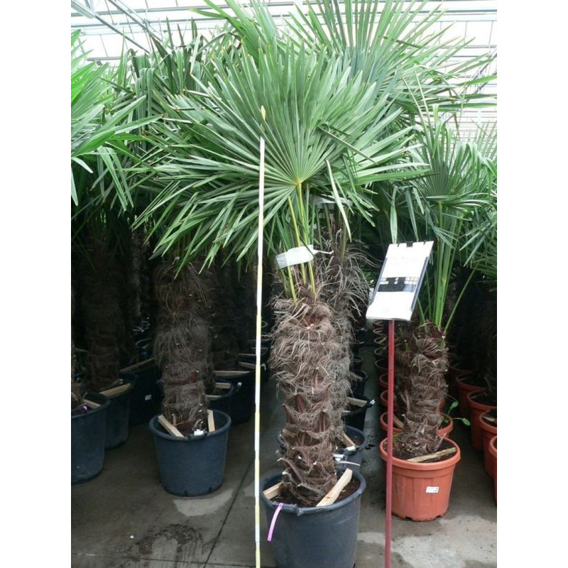 vente de palmier de Chine 175 cm (trachycarpus fortunei)