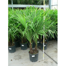 Trachycarpus fortunei - palmier 2 tronc 9l