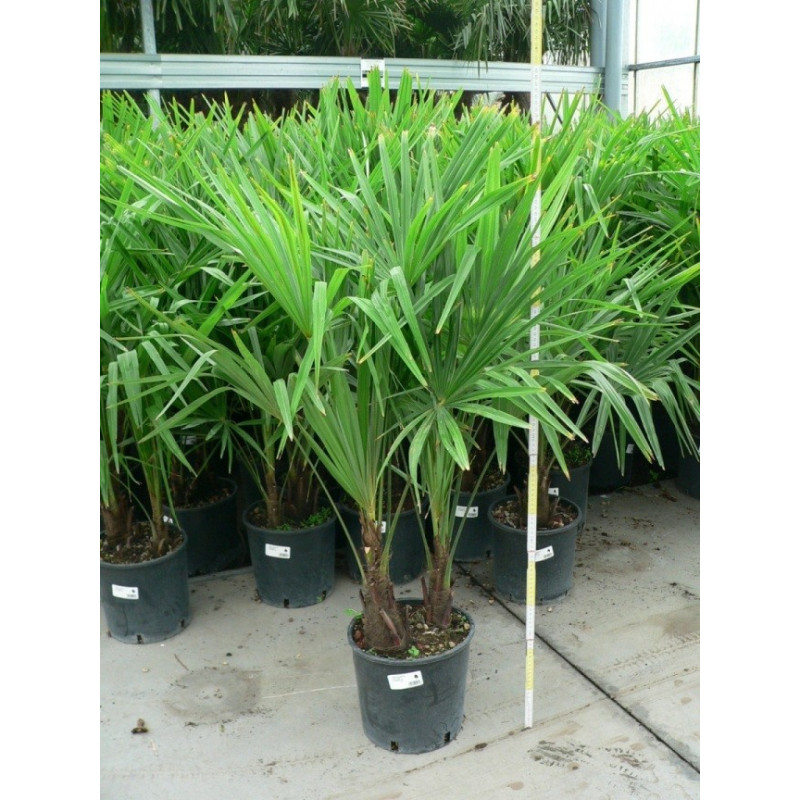 vente de palmier de Chine - 2 troncs ( trachycarpus fortunei)