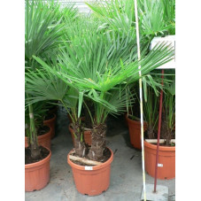 Trachycarpus fortunei - multitroncs 65l