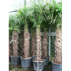 Trachycarpus fortunei - palmier tronc 140/+
