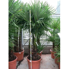 Trachycarpus fortunei - palmier 3 troncs 70l
